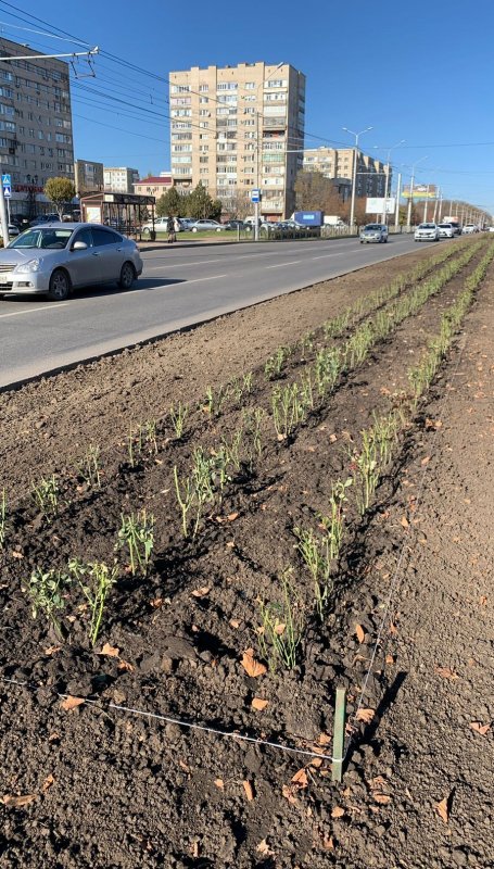 СТАВРОПОЛЬЕ. В Ставрополе приступили к посадке розариев на разделительной полосе по улице Доваторцев