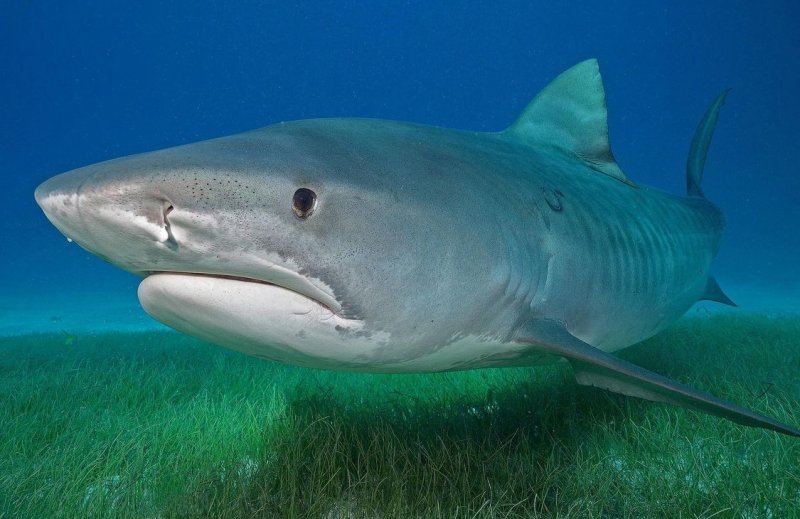 Ученые установили, что  акулы схожи с людьми