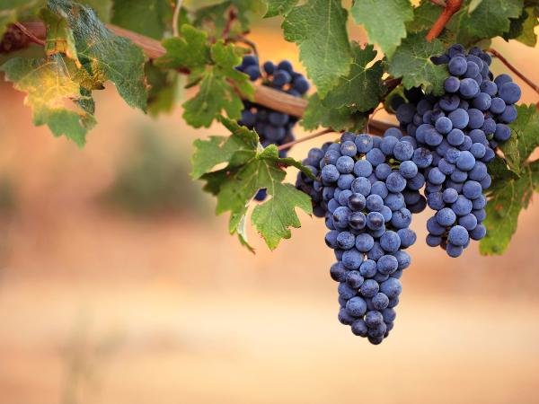 ЧЕЧНЯ. Чеченские ученые взялись за выведениее новых сортов винограда