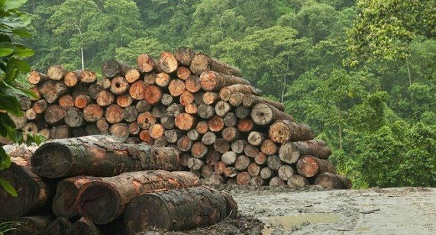 ЧЕЧНЯ. Какие породы деревьев в ЧР запрещены для заготовки древесины?