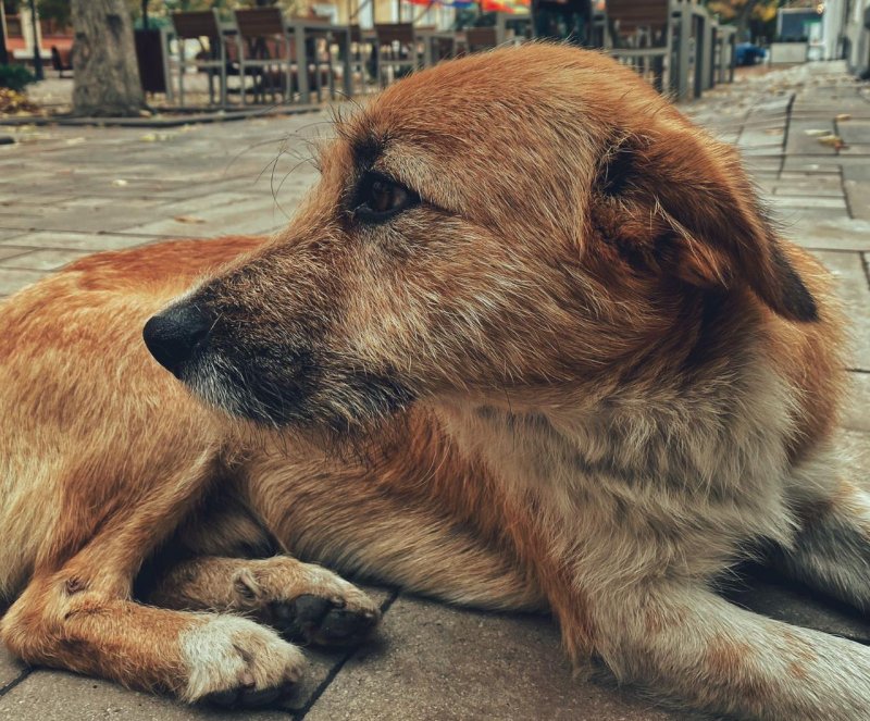 ЧЕЧНЯ. Полицейские выявляют в Грозном детей, провоцирующих бездомных собак