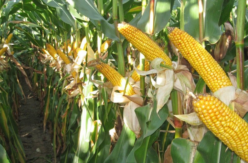 ЧЕЧНЯ. Сбор кукурузы в регионе превысил показатель прошлого года