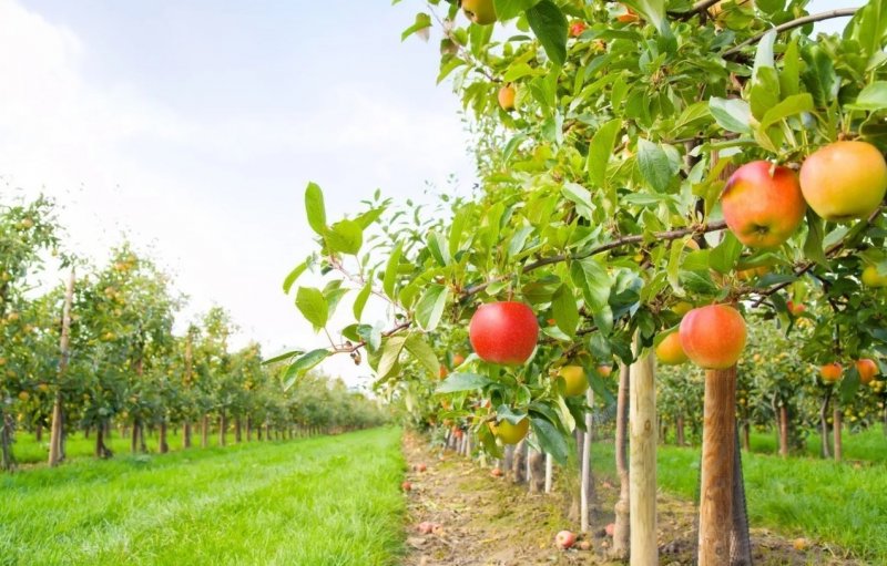 ЧЕЧНЯ. В текущем году республика ожидает свыше 15 тыс. тонн урожая плодов и ягод