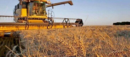 ЧЕЧНЯ. Валовый сбор зерна в республике составил свыше 500 тыс. тонн