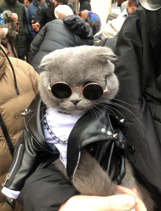 ЧЕЧНЯ. Самым стильным котом республики на «Coffee Feast - 2021 стал Риччи