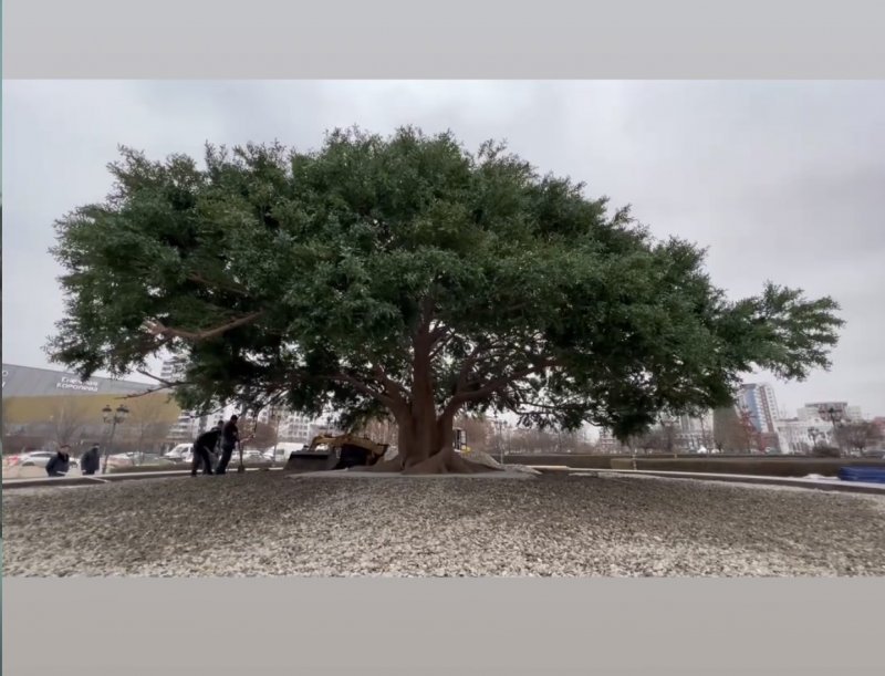 ЧЕЧНЯ. В Грозном установили 3D копию дерева, под которым отдыхал Пророк Мухаммад