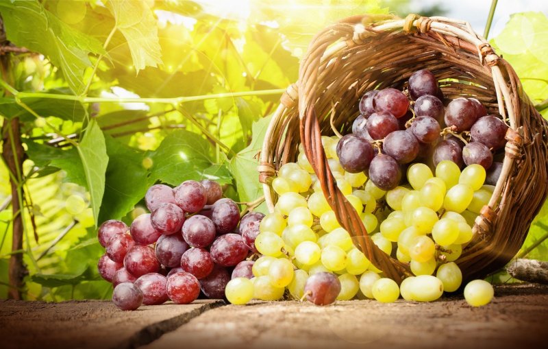 ЧЕЧНЯ. Виноградные косточки оказались эффективны против старения и рака