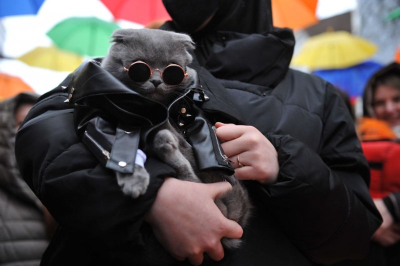 В Грозном выбрали самого стильного кота в Чеченской Республике. Конкурс красоты для пушистиков прошел в рамках III Республиканского фестиваля кофе «Coffee Feast — 2021»