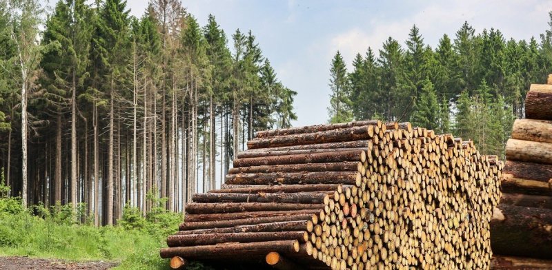 1 января вступил в силу запрет на вывоз леса из России