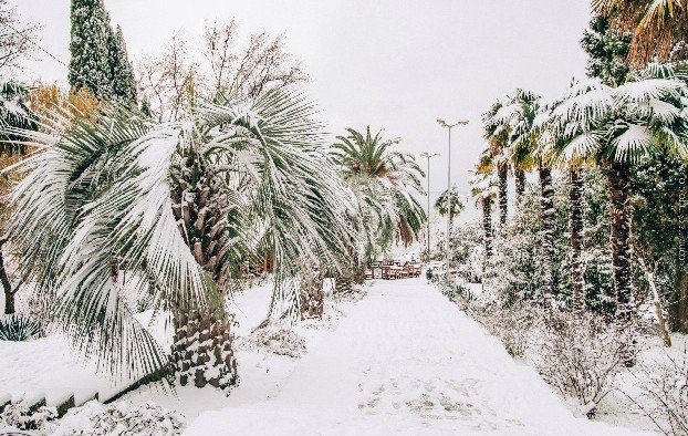 Аномальная красота: тропические пальмы в Сочи укутал снег