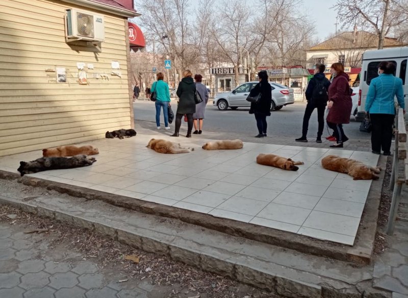 АСТРАХАНЬ. Все псы попадают в астраханские дворы