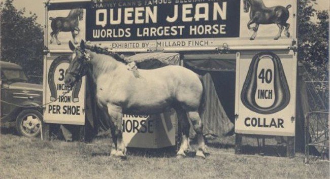 ЧЕЧНЯ. Бруклин Суприм признан самой большой лошадью в мире