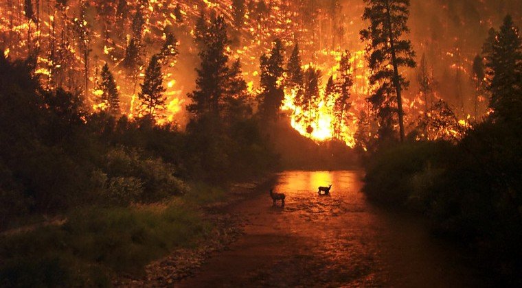 ЧЕЧНЯ. Каждый россиянин может внести вклад в минимизацию природных пожаров, заявил Абубакар Эдельгериев