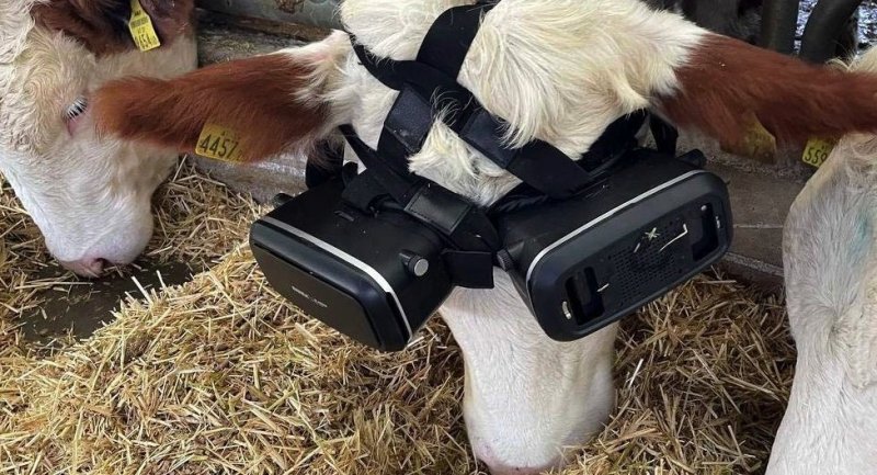 Чтобы корова хорошо давала молоко, турецкий фермер купил им VR-очки
