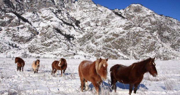 Неизвестные убили более полусотни лошадей на Алтае