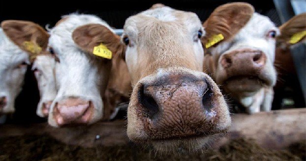 Россельхознадзор запретил ввоз мяса и молока из Казахстана