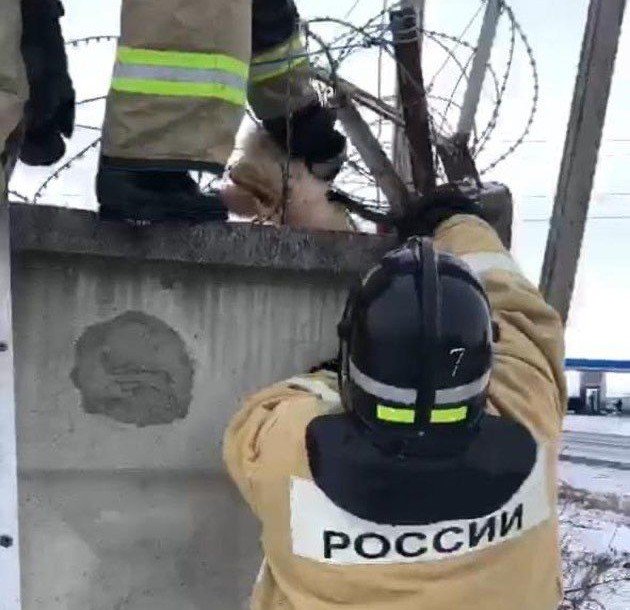 С.ОСЕТИЯ. Сотрудники МЧС спасли жизнь коту в Ардоне