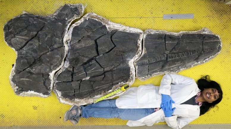 Учёные обнаружили гигантского  ихтиозавра