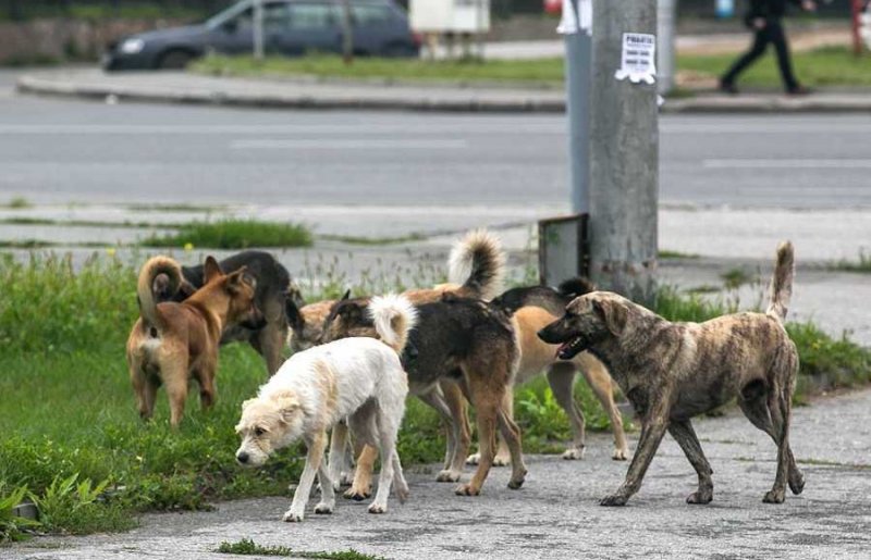 В Госдуме создали рабочую группу по проблеме бродячих собак