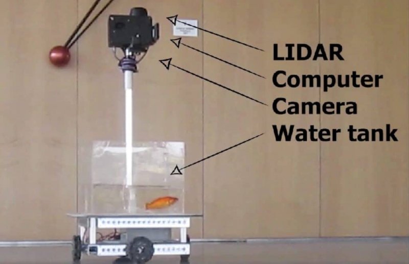 В Израиле ученые научили рыб управлять аквариумом