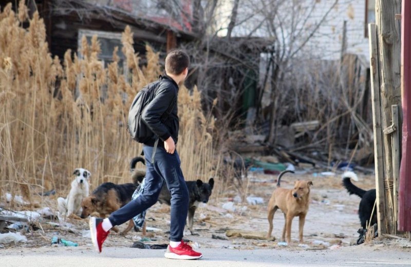 АСТРАХАНЬ. Регионы вводят режим ЧС из-за угроз от бродячих собак  