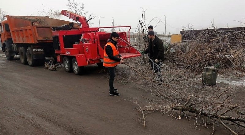 АСТРАХАНЬ. В Астрахани спиленные деревья уничтожают прямо во дворах