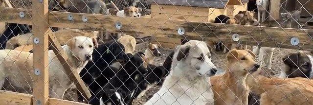 ЧЕЧНЯ. В Грозном чиновники забрали из приютов 30 собак, пообещав одному из них новое здание
