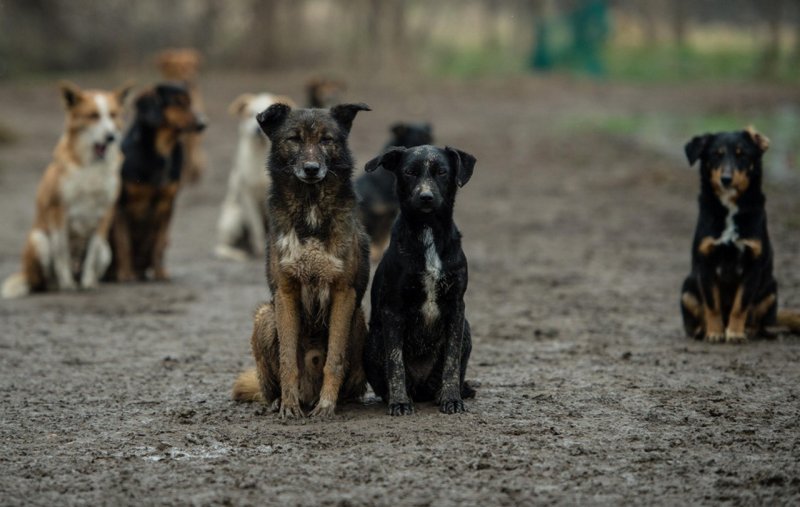 ЧЕЧНЯ. В прошлом году в регионе отловлено более 500 бродячих собак