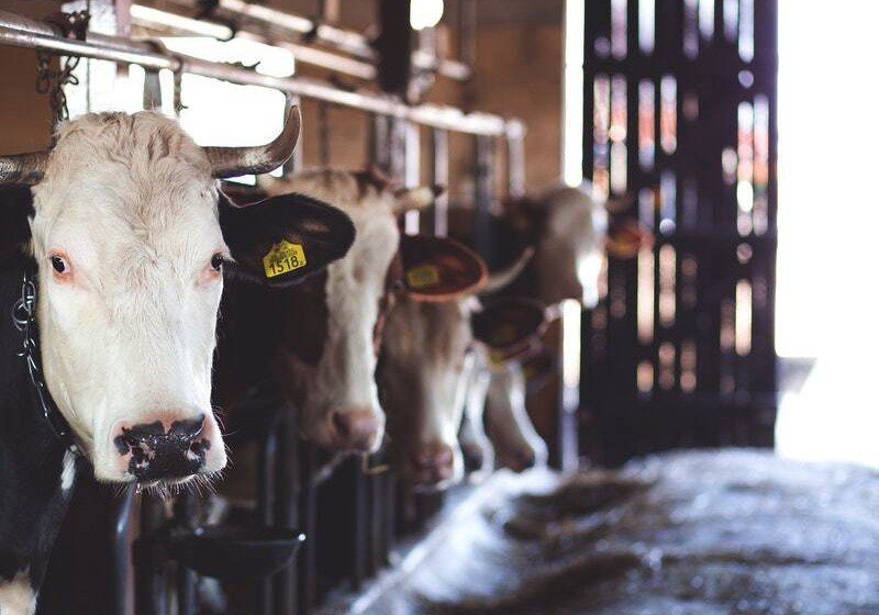 РОСТОВ. Два инвестора отказались строить молочные фермы в Ростовской области за 4 млрд рублей