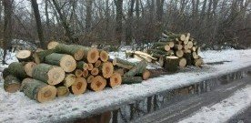 РОСТОВ. Местный житель незаконно срубил деревьев на 450 тысяч рублей