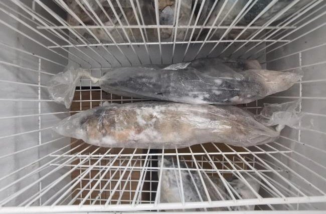 РОСТОВ. В Ростовской области семь тонн опасной рыбы и икры изъяли у предпринимателя