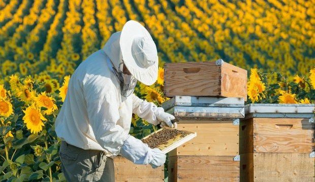 С. ОСЕТИЯ. В Ингушетии в чемпионат WorldSkills впервые включили компетенцию пчеловодства