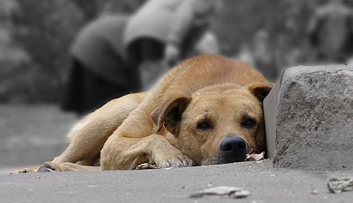 В ГД внесут проект о наказании за нападение бездомных собак