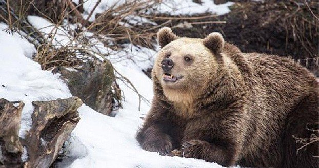В Хельсинки снеговики помогут медведям из зоопарка проснуться