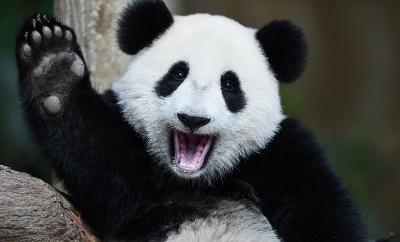 В США предложили запретить Китаю сдавать панд в аренду