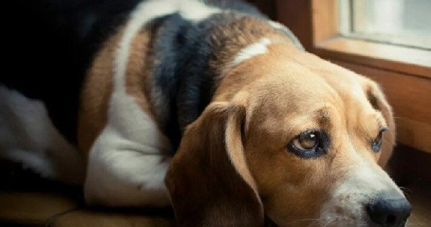 Итальянские ученые: Собаки могут скорбеть по умершим друзьям