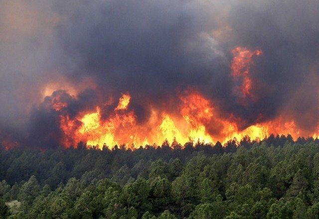 Штрафы за нарушение правил пожарной безопасности в лесу могут увеличиться в 10 раз