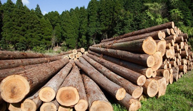 В России предложили запретить экспорт древесины в ЕС и США