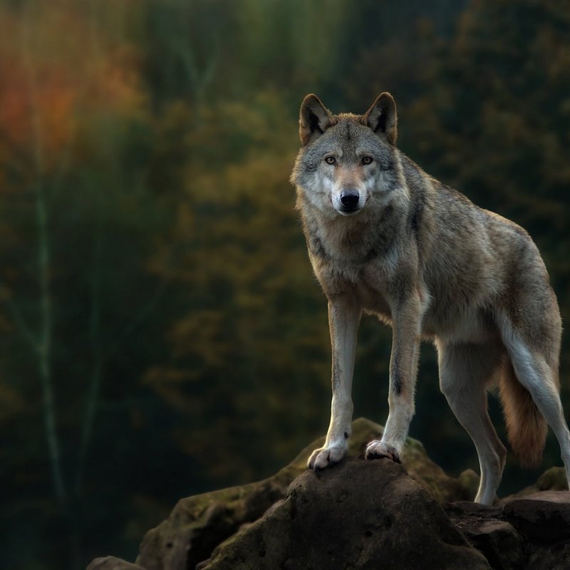 Волк серый. Волк на фоне российского флага. Волки Кадр сбоку.