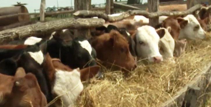 ЧЕЧНЯ. Численность поголовья крупного рогатого скота в сельскохозяйственных организациях Чечни увеличилась на 16,7 %