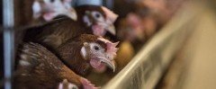 СТАВРОПОЛЬЕ. На Ставрополье увеличилось производство мяса птицы на 12%