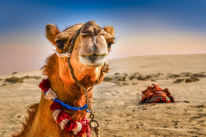 В Саудовской Аравии более сорока верблюдов сняли с конкурса красоты