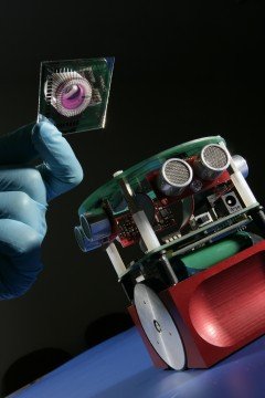 Робот под управлением биологического мозга
